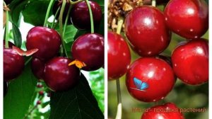 Вишня плодовая Прима-Молодежная 🌿 обзор: как сажать, ?