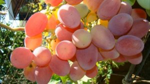 ВИНОГРАД СЕНСАЦИЯ