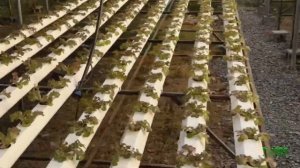 Салат на гидропонике в Тайланде. Гидропоника.