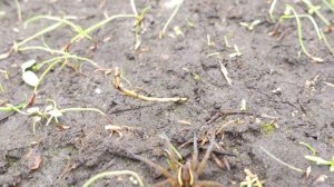 СЕЕМ ГАЗОН: главная дачная авантюра сезона