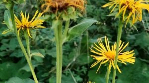 🌿 Девясил - Прибавит Сил! 💪Целебные свойства и рецеп?