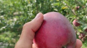 Яблоня Жеромин/Jeromine