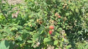 Летняя малина Глен Каррон- очень перспективная новинк