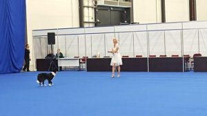 1000013725.mp4.Татьяна Мерляк.Танцы с собаками.Показательные выступления.Экспофорум.24.08.2025.