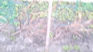 Шпалера для винограда. Виноградная шпалера. Опора для