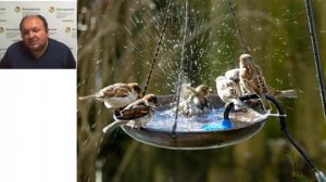 #28 Интересный способ привлечь птиц в свой сад