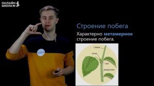 Побег и почки. Видеоурок 5. Биология 6 класс