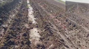 Маточник клоновых подвоев и крыжовника. Часть 2. 07.05.2025?