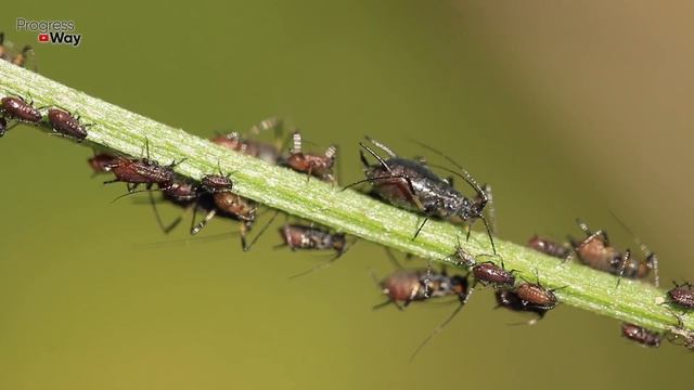 НЕ ВЕРЬТЕ НИКОМУ ОТ ТЛИ ПОМОГАЕТ ТОЛЬКО ЭТО! смотреть онлайн