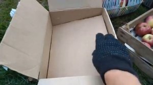 Лучший способ хранения яблок в подвале с картошкой. Гд
