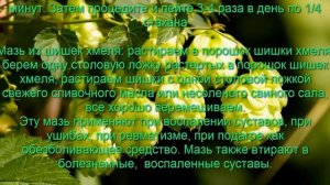 Хмель обыкновенный лечебные свойства и противопоказ?
