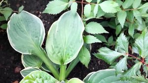 Хоста гибридная Кристмас Три( hosta Christmas Tree) Особенности