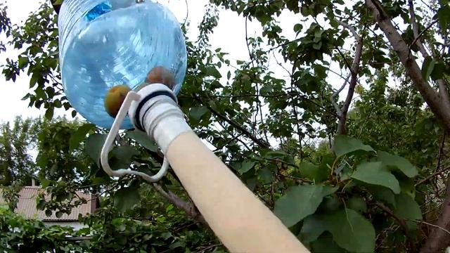 Как собирать абрикосы. смотреть онлайн