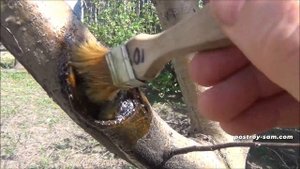 Обработка срезов деревьев: йод и льняное масло | postroy-sam