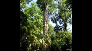 Деревья долгожители