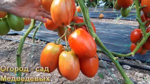 Сорта томатов «Минусинские шедевры»