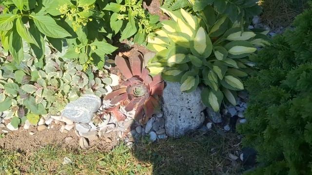 Обзор моего маленького сада,цветут лилии🏕🪻🌹🌸 я с? смотреть онлайн