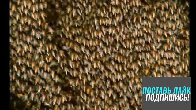 Пчелы убийцы, документальный фильм для общего понятия смотреть онлайн