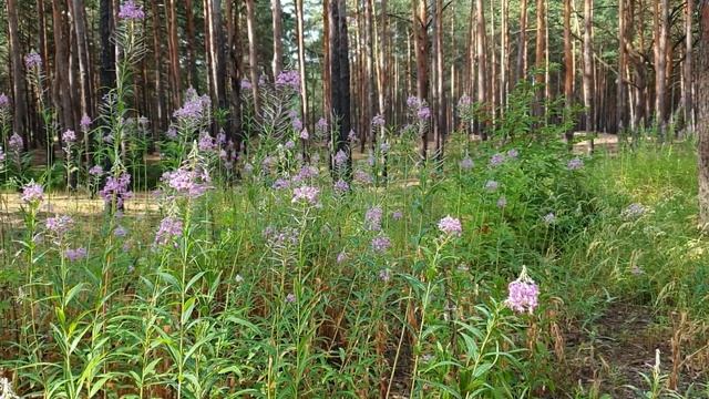 Целебные свойства Иван-чая(кипрея) смотреть онлайн