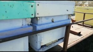 элгон, бакфаст, подсаживаем пчеломатку ИО от Лемишева