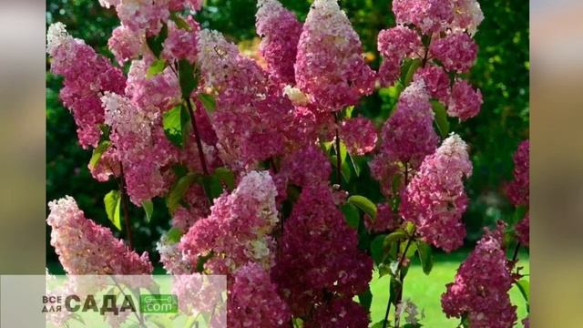 ОПИСАНИЕ СОРТА ГОРТЕНЗИИ ФРАЙЗ МЕЛЬБА смотреть онлайн