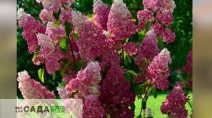 ОПИСАНИЕ СОРТА ГОРТЕНЗИИ ФРАЙЗ МЕЛЬБА