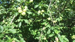 Обрезка яблони летом орехом - БРЕД и ПРЕСТУПЛЕНИЕ.