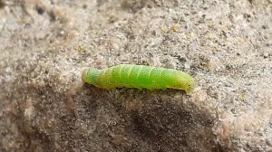 Гусеница совки огородной (Lacanobia oleracea)