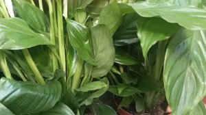 💝 Ассортимент и цены домашних растений. ОБИ, Нижний Н?