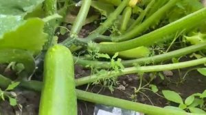 Кабачок ДАША F1 Калифорния   очень ранний, кустовой гиб?