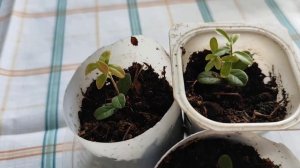 Мой опыт черенкования брусники ( для простого садовод?