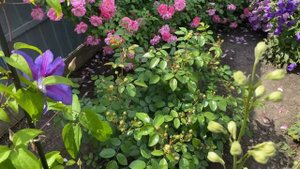 РОЗЫ. Прогулка по розам 2025 г. Обзор розариев (Урал, 2-3 зо