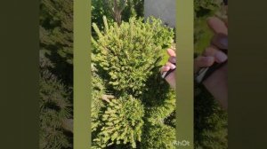 Стрижка сосны горной. Как сдержать рост хвойников.