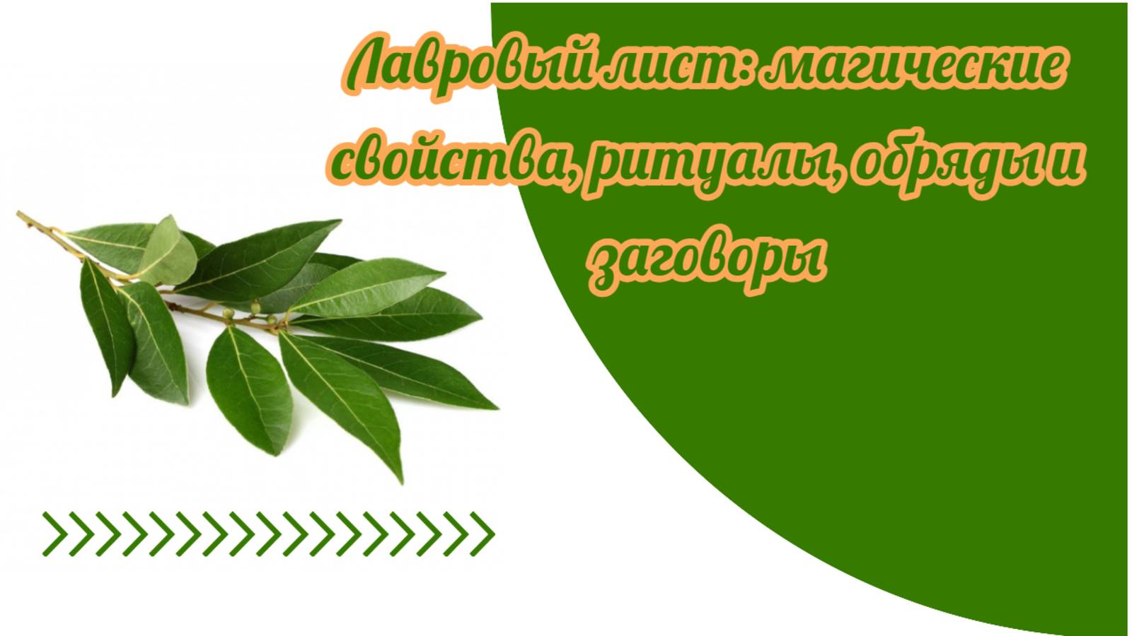 Магические свойства лаврового листа