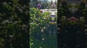 Упоровский район, подворье Романовой Татьяны Трофимо?