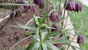 Рябчик шахматный (Fritillária meleágris) в нашем саду в мае 2025