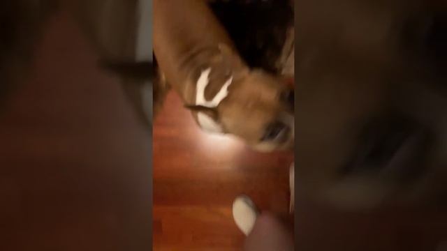 ЗЕНА И МЕДВЕЖЬЕ УХО. Инга Хосроева ВЕДЬМИНА ИЗБА смотреть онлайн