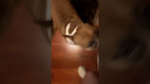 ЗЕНА И МЕДВЕЖЬЕ УХО. Инга Хосроева ВЕДЬМИНА ИЗБА