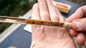 Осмии - мой опыт разведения