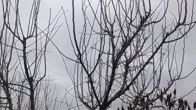 Обрізаємо глід Пауль Скарлєт.Квітучі декордерева. смотреть онлайн