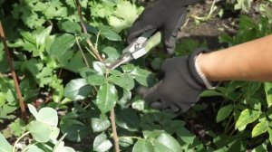 Обрезка и подкормка роз после цветения ☘ Роза цветёт ?