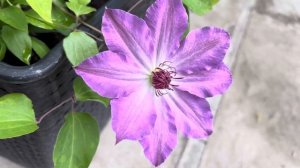 Клематис Baltic Waves, Pistachio Cake, Little Mermaid @green-bunny-ua