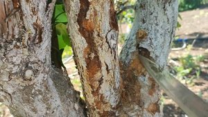 заболевание коры на яблоне, не упустите время! 🍏🍏🍏