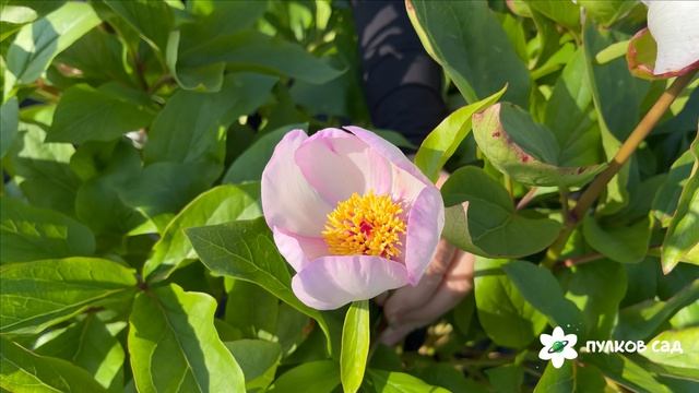 Picotee peony. Пикоти пион. Пулков сад (2025 г.) смотреть онлайн