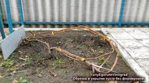 🍇 Обрезка ЗАПУЩЕННОГО КУСТА ВИНОГРАДА. Что делать, ес