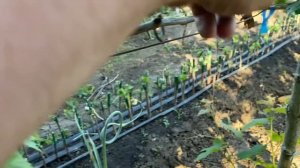 Пасынкование винограда!. Полное или частичное удалени