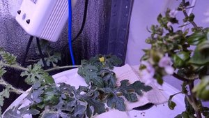 Пробую Арбуз вырастить на гидропонике DWC системе перв?