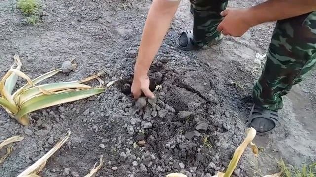 КОПАЕМ ЛУК АНЗУР, ГИБРИД ЛУКА ЧЕСНОКА // УРОЖАЕМ ДОВОЛЬ