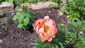 Первый год цветения пионов, от пулков сад