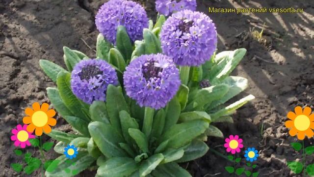 Примула анисовая Блю Селекшн. Краткий обзор, описание смотреть онлайн